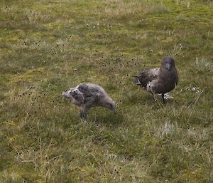 A Skua chick with parent