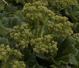 Stillbocarpa, the Macqaurie Island Cabbage, in full flower.