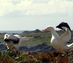 Two Albatross in a courting dance