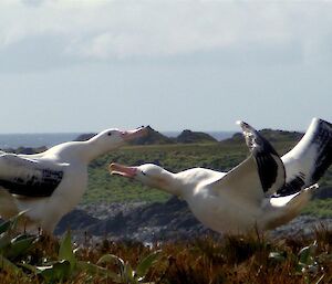 Courting dance pose