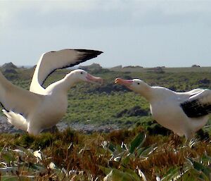 Another courting dance pose