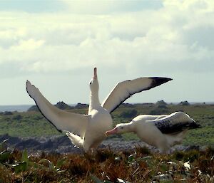 Final pose in a courting dance