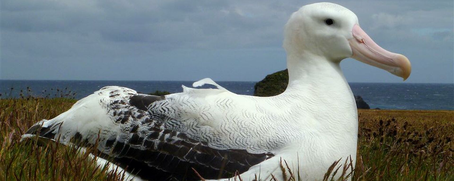 Wandering Albatross (26 years old)