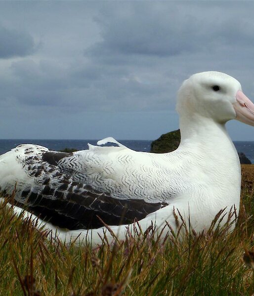 Wandering Albatross (26 years old)
