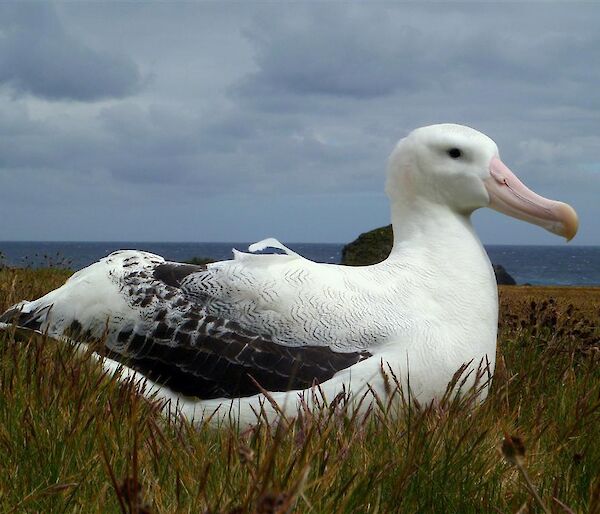 Wandering Albatross (26 years old)