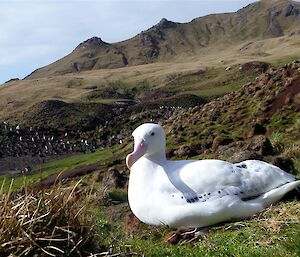 A Wandering Albatross near a penguin colony