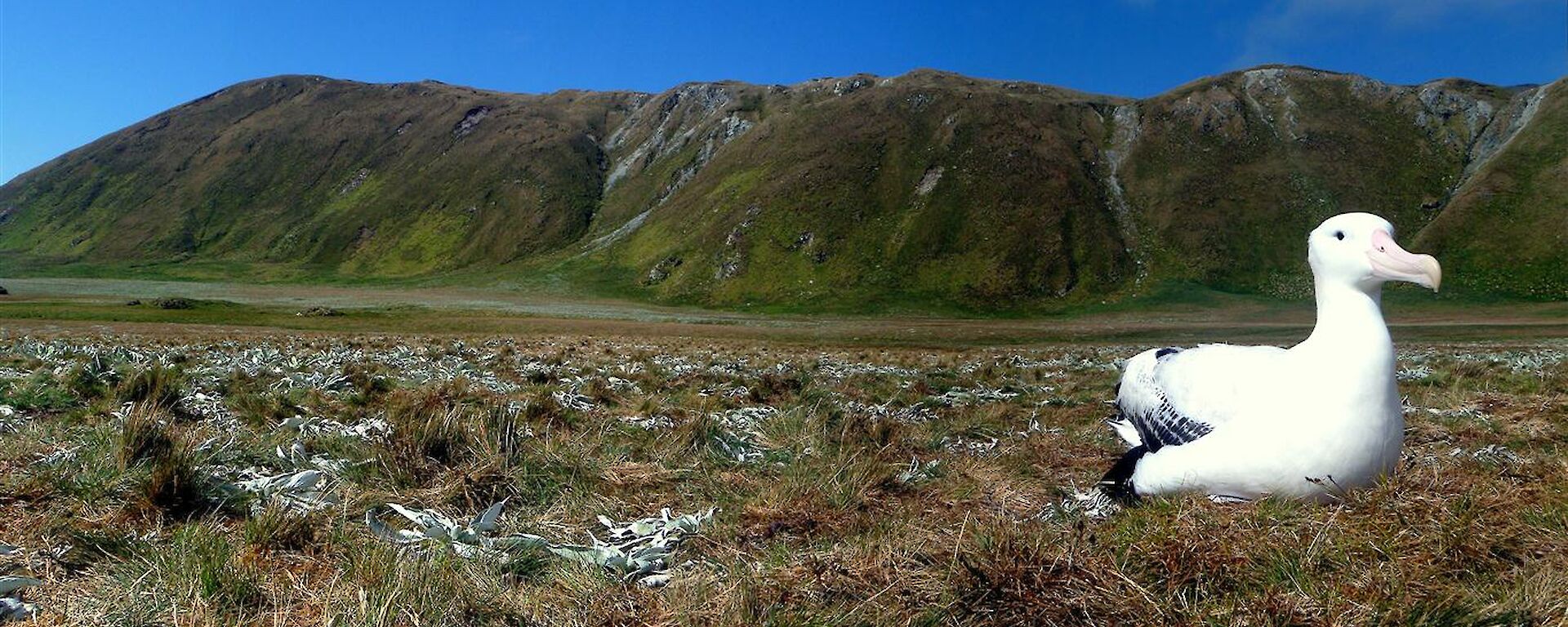 Wandering Albatross on the coastal featherbed