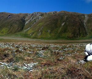 Wandering Albatross on the coastal featherbed