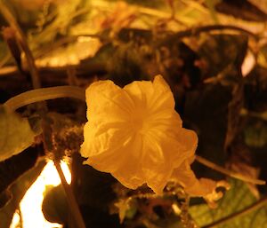 Cucumber flowers are cross polinated by hand