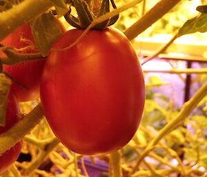 Zingy tomatoes