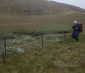 Claudia taking a photo of a rabbit exclosure