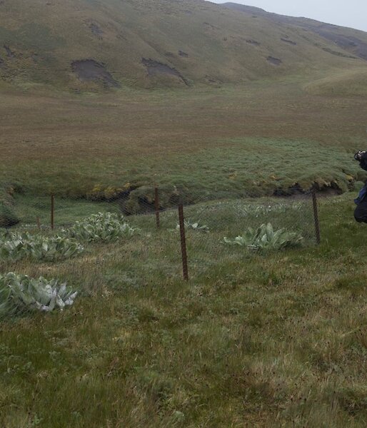 Claudia taking a photo of a rabbit exclosure