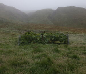 Macquarie Island cabbage in a sea of grasses