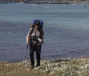 Meg out for a walk to the Handspike exclosures, walking over grasses and Pleurophyllum