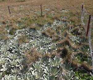 Pleurophyllum hookeri growing profusely