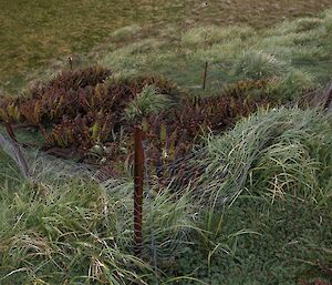 Polystichum fern protected by a rabbit proff fence