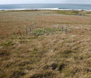 Macquarie Island cabbage refuge on the featherbed