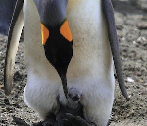 Tiny chick looking a little dazed by the big wild world