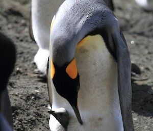 A King penguin chick poking its head out from the protective belly fold of its parent