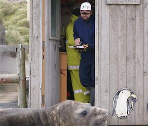 At the fire muster an Elephant seal is ready for his name to be called by Glenn.