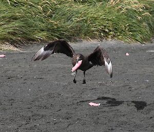 A Skua stealing the haggis