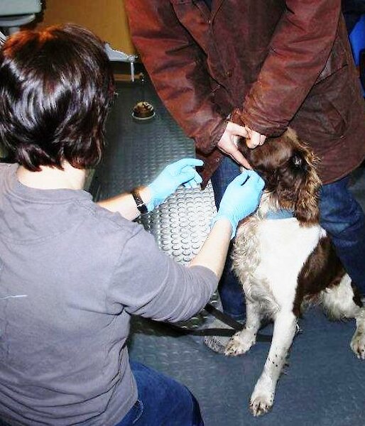 Removing grass seeds from a dogs head