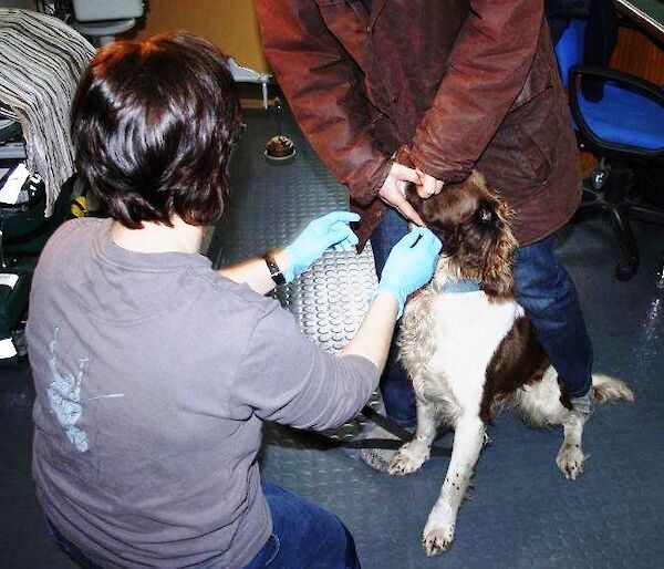 Removing grass seeds from a dogs head