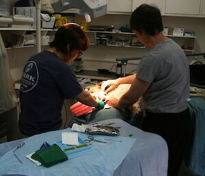 Carrying out a minor surgical proceedure on a dog