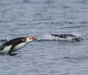 Penguins porpoising