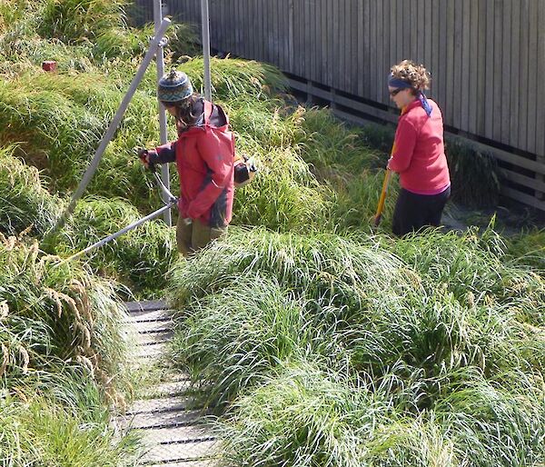 Starting out — lots of grass to cut to get those paths clear