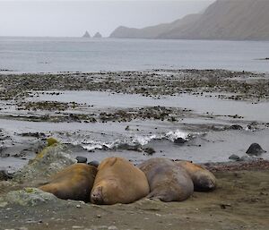 The culprit elephant seal hiding among his mates