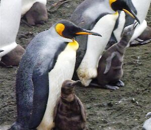King penguins with their chicks