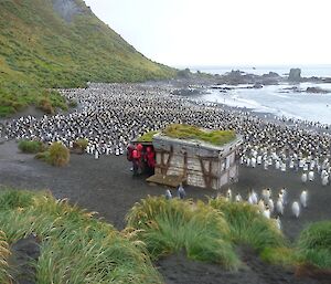 The king penguin colony at the old Sandy Bay hut