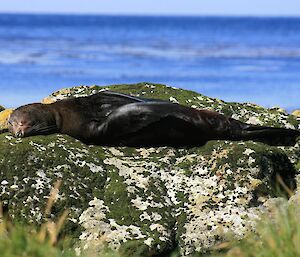 New Zealand fur seal snoozing in the sun