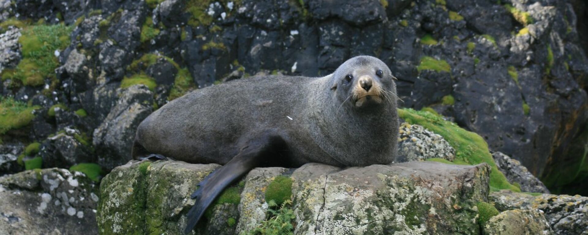 New Zealand fur seal at the southern end of the island