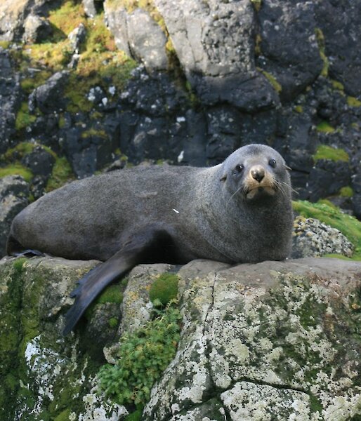 New Zealand fur seal at the southern end of the island