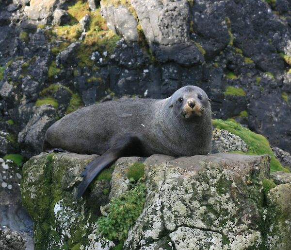 New Zealand fur seal at the southern end of the island