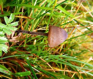 A tiny delicate mushroom