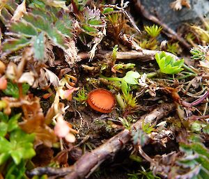 This tiny splash of orange coloured fungus is easily missed