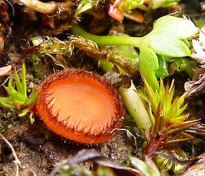 Up close, and only 5mm across, it is dished to catch water