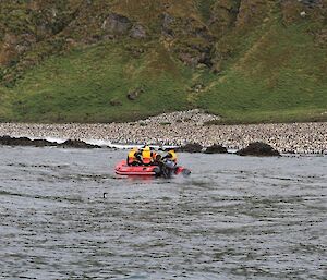 Expeditioners in a rubber boat heading towards the shore, which is crowded with penguins