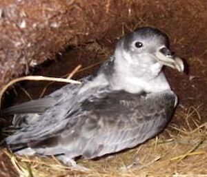 Grey petrel in nest