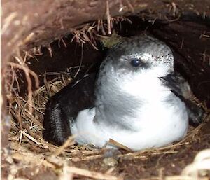 Soft plume petrel