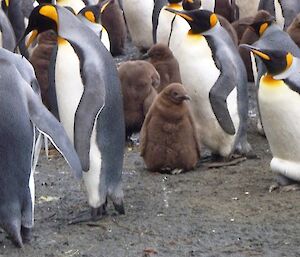 The king penguin chicks look so cute and cuddly