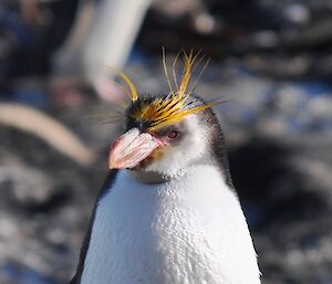 Very cute royal penguin