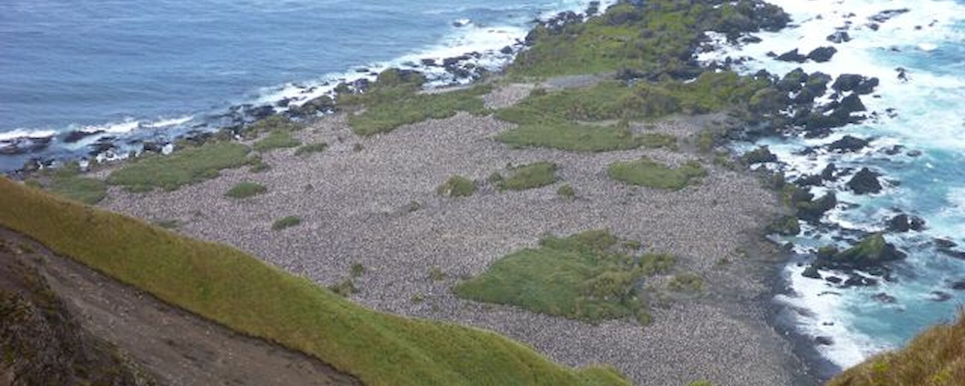 Part of the Hurd Point royal penguin colony