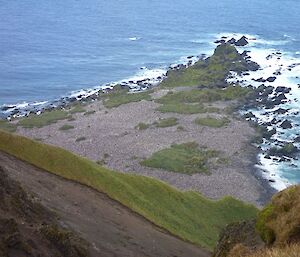 Part of the Hurd Point royal penguin colony