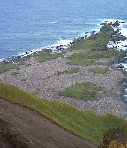 Part of the Hurd Point royal penguin colony