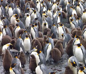 King penguin chicks