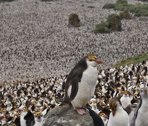 A royal penguin on a rock above others in the colony